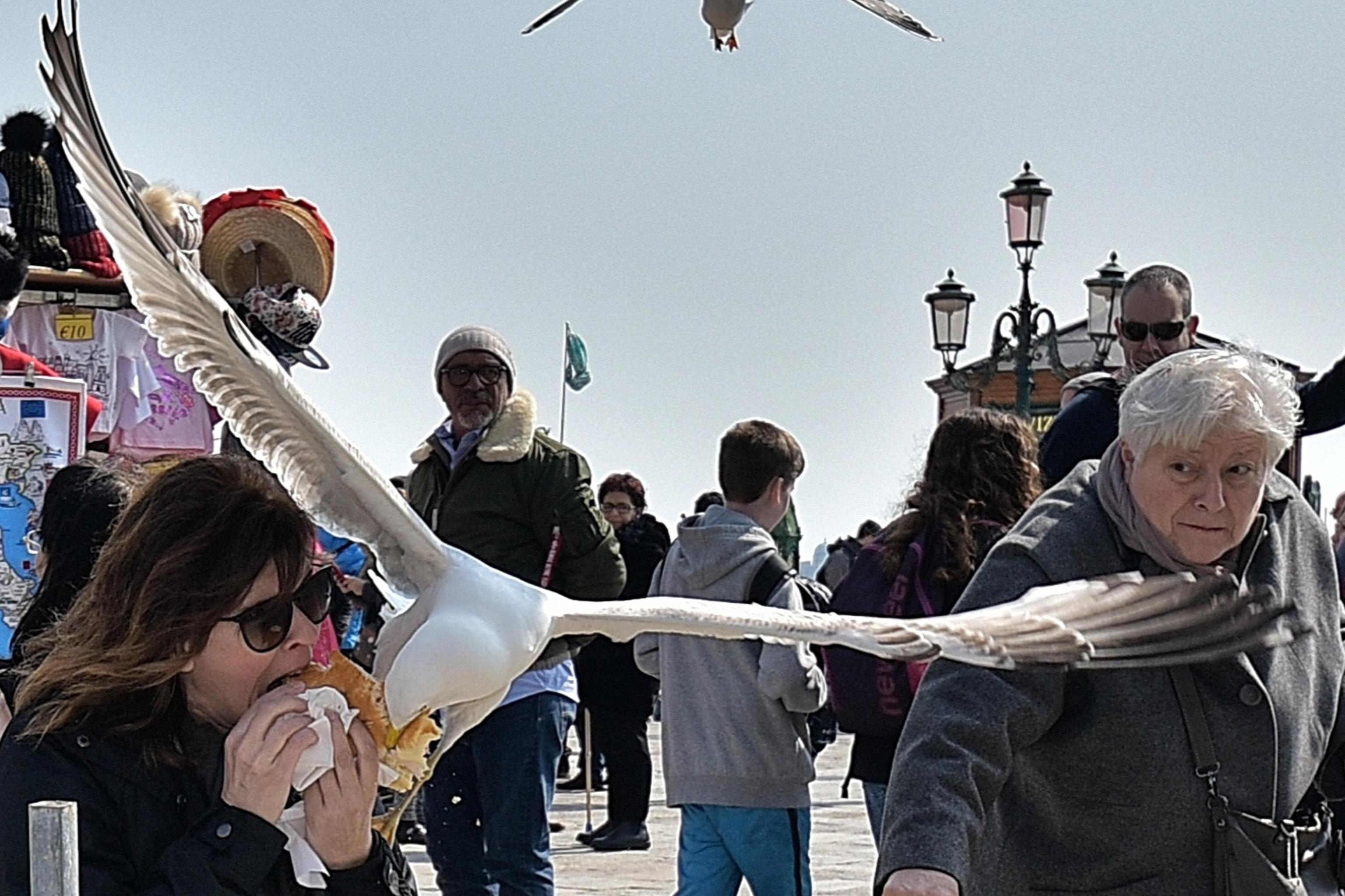 Furto a Venezia, gabbiano reale ruba al volo un panino a una turista