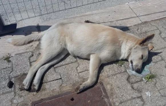 Campobello, altro cane trovato morto. Avvelenato?