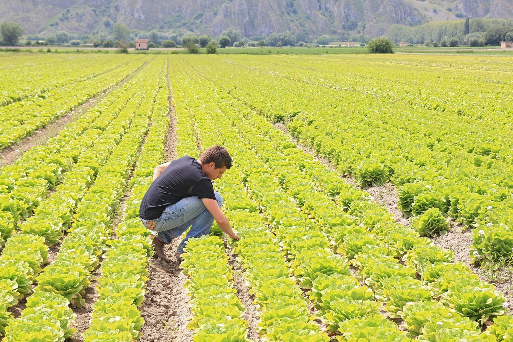 Lavoro, i giovani scelgono l'agricoltura: domande per contributi, Sicilia in testa