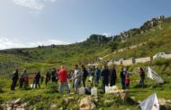 Cinquanta Alberi per Erice. Nuovo verde messo a dimora per iniziativa del M5s