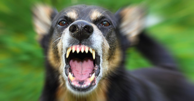 Madre e figlio sbranati da cane da combattimento