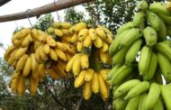 Dal Giappone arriva la crio-banana: si mangia anche la buccia