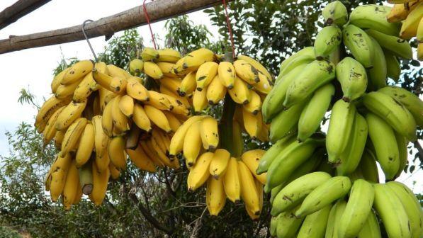 Dal Giappone arriva la crio-banana: si mangia anche la buccia