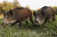 Mazara. La riserva naturale integrale di Lago Preola e Gorghi Tondi assalita dai cinghiali