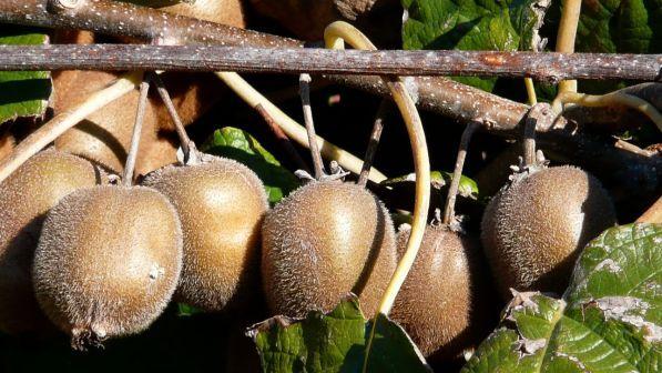 Nuova Zelanda, mancano braccia per la raccolta del kiwi: si arruolano i turisti