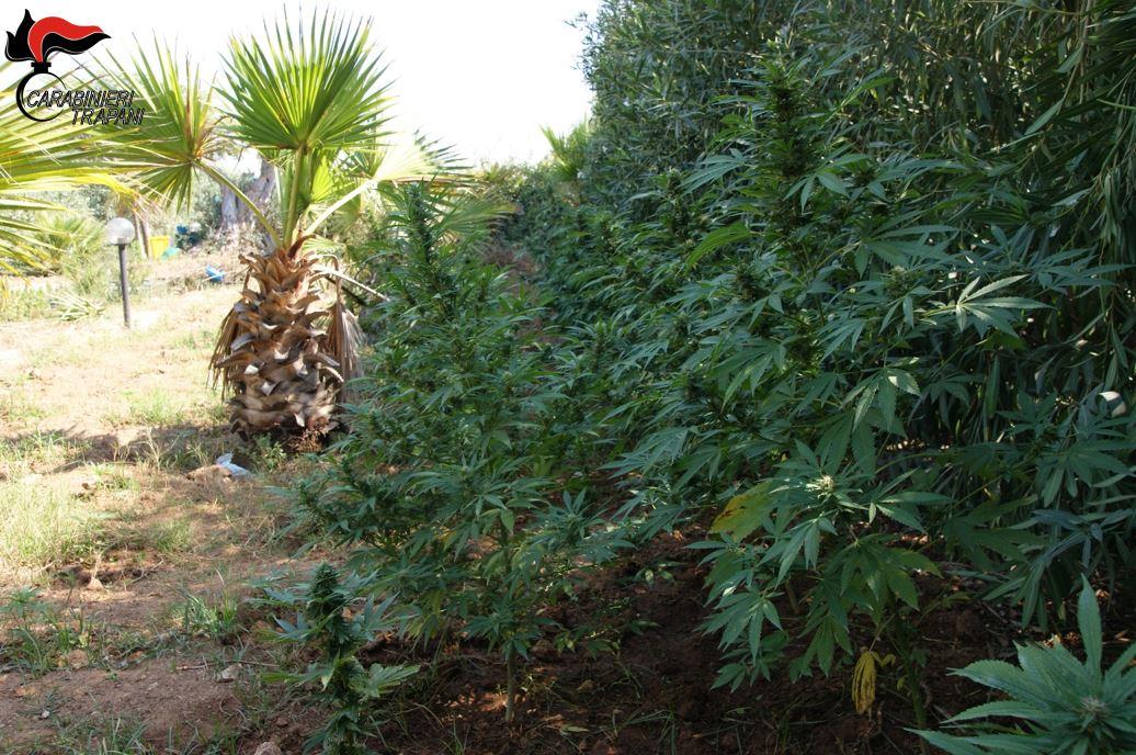 Marijuana da Partinico a Marsala. Uomini armati a vegliare sull'erba