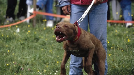 Palermo, pitbull uccide cagnolina in strada: uomo interviene per salvarla, azzannato