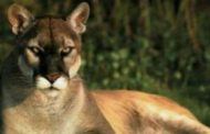 Usa, mountain biker attaccato e sbranato da un puma