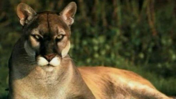 Usa, mountain biker attaccato e sbranato da un puma