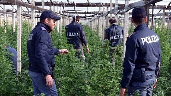 Ragusa, drone scopre una serra di cannabis tra i pomodorini