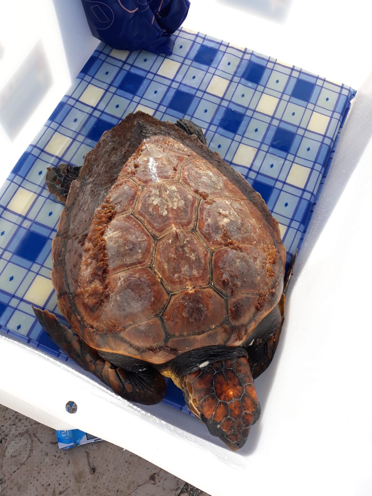 Tartaruga Caretta Caretta intrappolata in una rete da pesca…il pescatore la soccorre e la consegna agli Uomini della Guardia Costiera