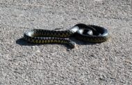 Anziana apre sgabuzzino e trova un serpente