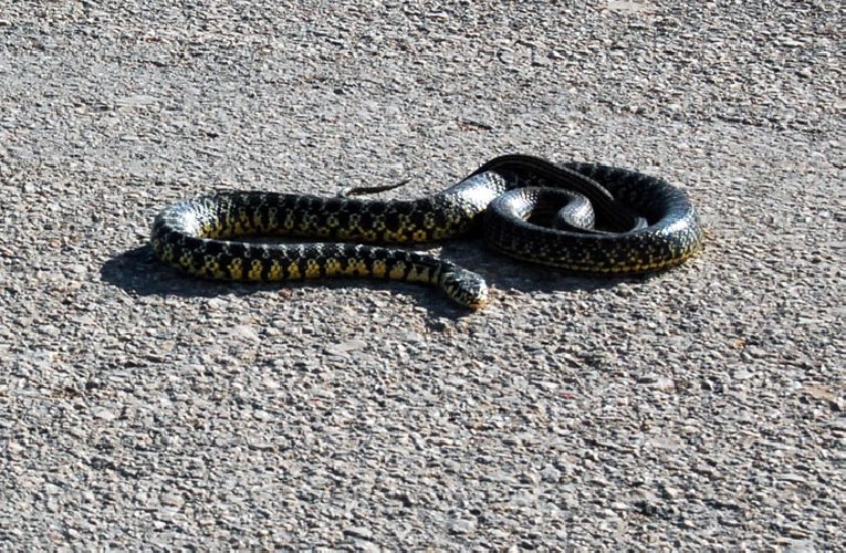 Anziana apre sgabuzzino e trova un serpente