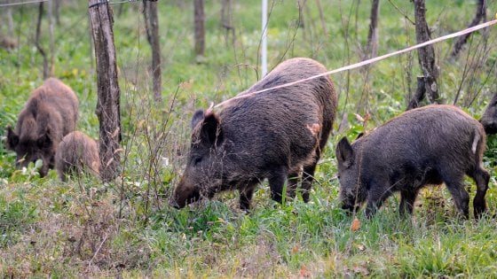 Mazara. Risarcimenti per i danni dei cinghiali