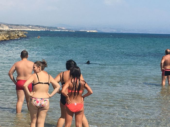 Due squali in spiaggia a Sciacca, panico