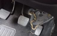 Sale in auto e trova un serpente attorcigliato tra i pedali