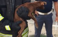 Turista in vacanza a Mazara racconta il salvataggio di un cane abbandonato, debilitato e affamato