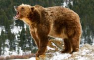 Passeggiata finisce in tragedia: mamma e figlioletta di 10 mesi uccise da un grizzly