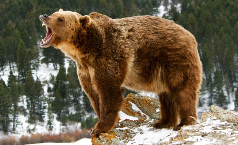 Passeggiata finisce in tragedia: mamma e figlioletta di 10 mesi uccise da un grizzly