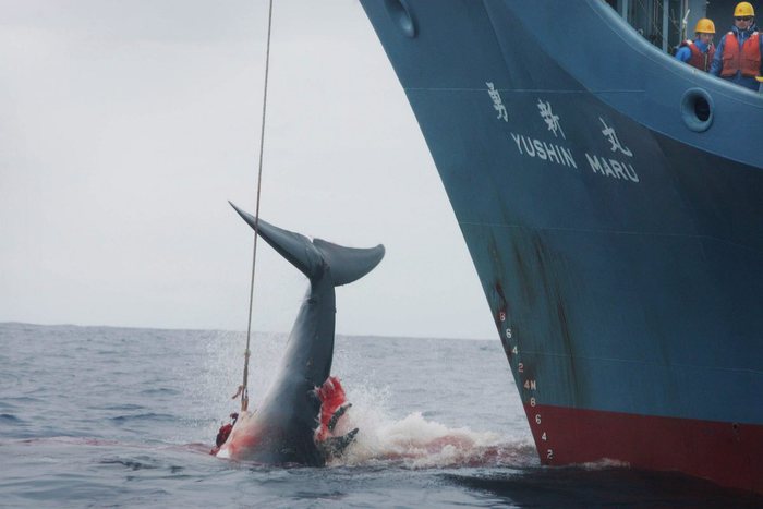 Il Giappone lascia l'Iwc per riprendere la caccia alle balene