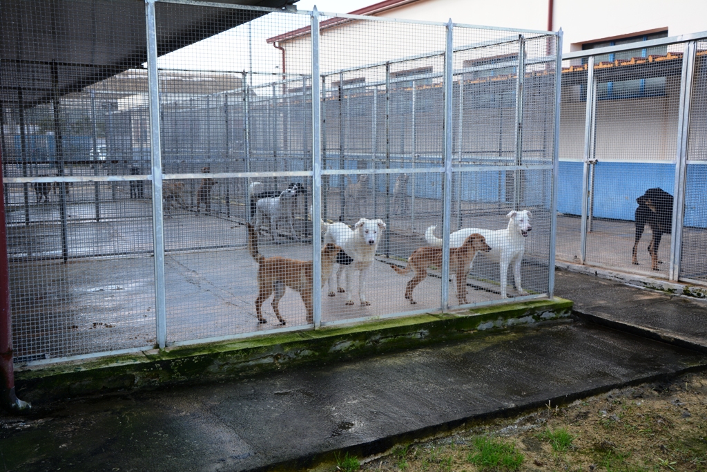 Record di adozioni di cani a Mazara