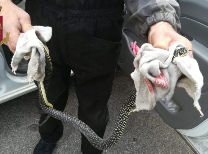 Donna alla guida dell'auto scopre serpente di oltre un metro, soccorsa