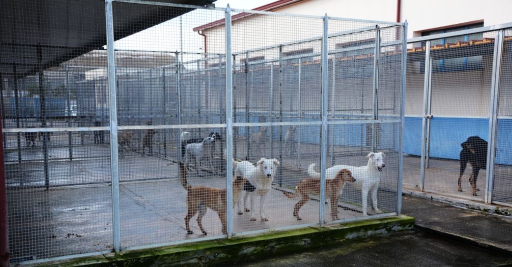 Mazara. “Randagismo: Tempo di soluzioni”