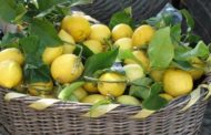 Sequestrati limoni spagnoli: erano cancerogeni