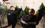 Marsala. COLTIVAVA MARIJUANA IN CASA. GIOVANE ARRESTATO DAI CARABINIERI