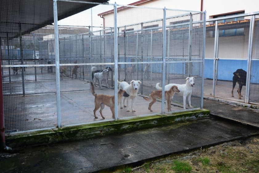 Mazara. Furto al rifugio sanitario comunale