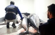 Marsala. Pesca illegale di Tonno rosso: sequestrati 15 esemplari per oltre 18 quintali