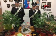 Marsala. UN ARRESTO PER COLTIVAZIONE DI MARIJUANA