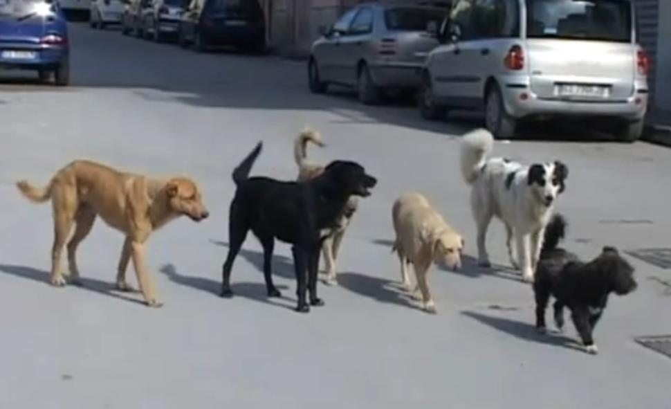 Mazara, uomo aggredito e ferito da cani randagi sul Lungomare