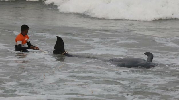 Sri Lanka, salvate oltre 100 balene arenate in spiaggia