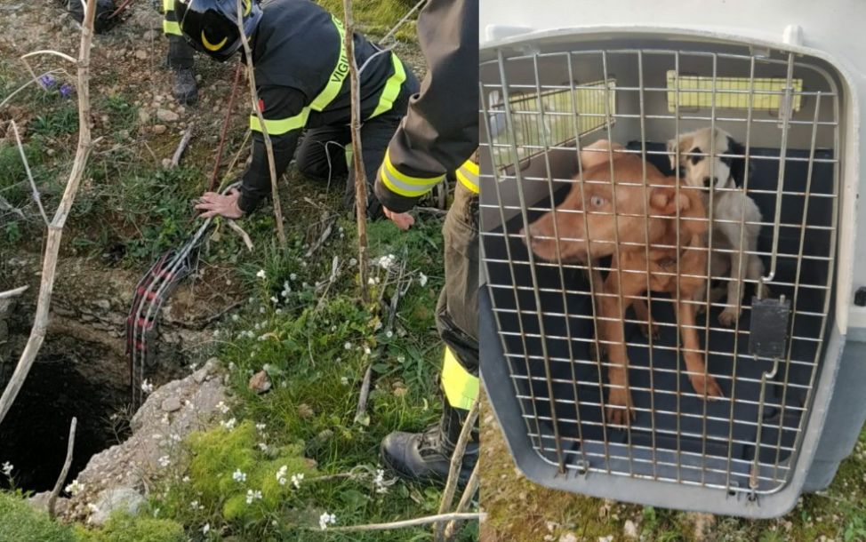 Mazara. Eroico salvataggio di due cani finiti dentro un pozzo profondo dieci metri