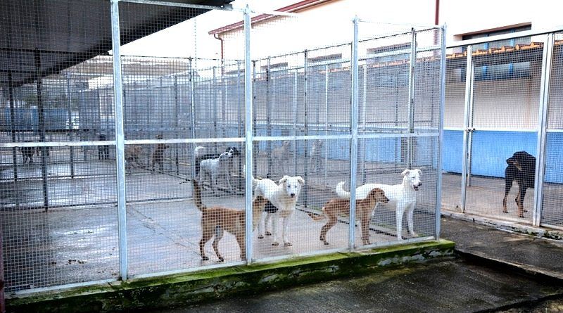 Mazara. Potenziato l’impianto di allarme del Rifugio Sanitario per cani