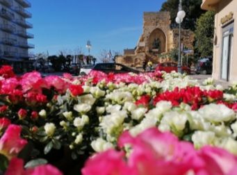 Mazara. Giornata AIRC in piazza Mokarta. In occasione delle festa della mamma vendute più di 200 Azalee per la ricerca