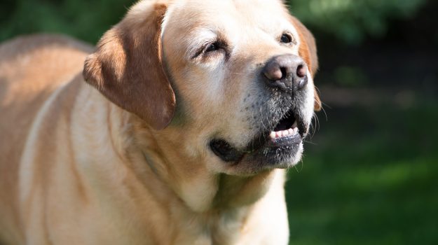 Mazara, meticcio di labrador scappato torna a casa con una zampa amputata