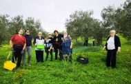 A SELINUNTE RACCOLTE LE OLIVE NEL FONDO CONFISCATO