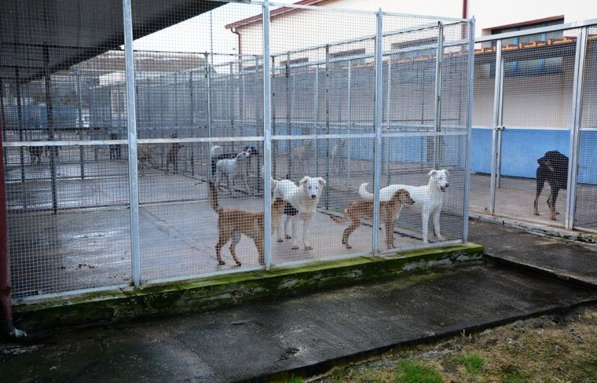 Mazara. Rifugio Sanitario per cani, gestione affidata temporaneamente alla Dog Village srl di Gela