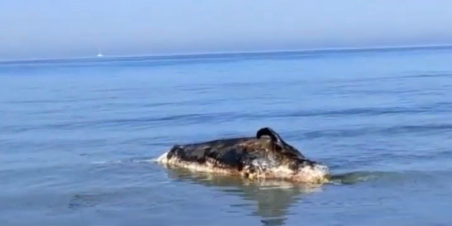 Mazara. Ordinanza della capitaneria di porto per la “Presenza di una carcassa di cetaceo rinvenuta nelle acque antistanti il lungomare San Vito