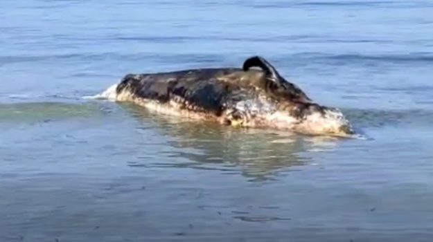 Mazara, rimossa carcassa di cetaceo arenata a pochi metri dalla spiaggia