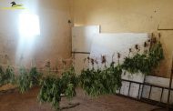 Mazara. Sequestrata dalla Guardia di Finanza una piantagione di marijuana