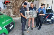 CANI DENUTRITI ED UCCELLI DI SPECIE PROTETTA TENUTI IN GABBIA. DENUNCIATO DAI CARABINIERI