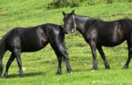 Febbre delle zanzare, dopo Marsala anche ad Alcamo controlli in un allevamento di cavalli