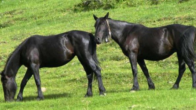 Febbre delle zanzare, dopo Marsala anche ad Alcamo controlli in un allevamento di cavalli