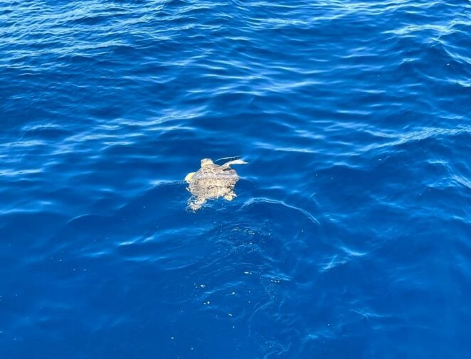 Tartaruga Caretta Caretta torna in mare dopo le cure: era stata salvata a gennaio dalla Capitaneria di Mazara