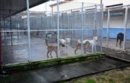 Mazara. Gestione del Rifugio. sanitario per cani Aggiudicata la gara