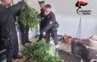 SERVIZIO COORDINATO DEI CARABINIERI. DENUNCE E SEQUESTRO DI PIANTE DI MARIJUANA