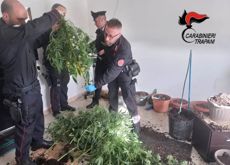 SERVIZIO COORDINATO DEI CARABINIERI. DENUNCE E SEQUESTRO DI PIANTE DI MARIJUANA